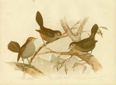 Rufescent Scrub-Bird, 1891 - Gracius Broinowski